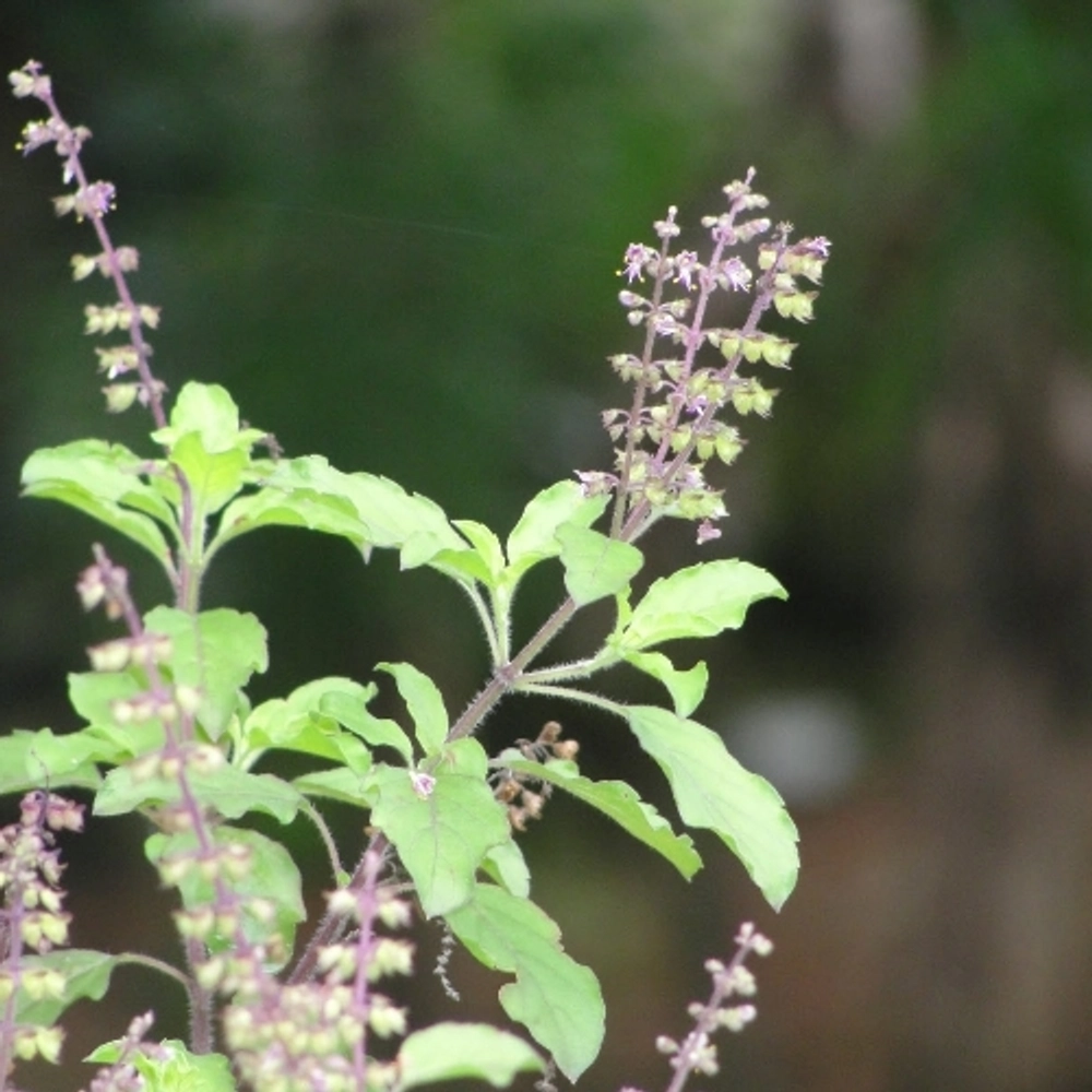 Buy Tulsi Plant Online From Myowngarden Agri Products