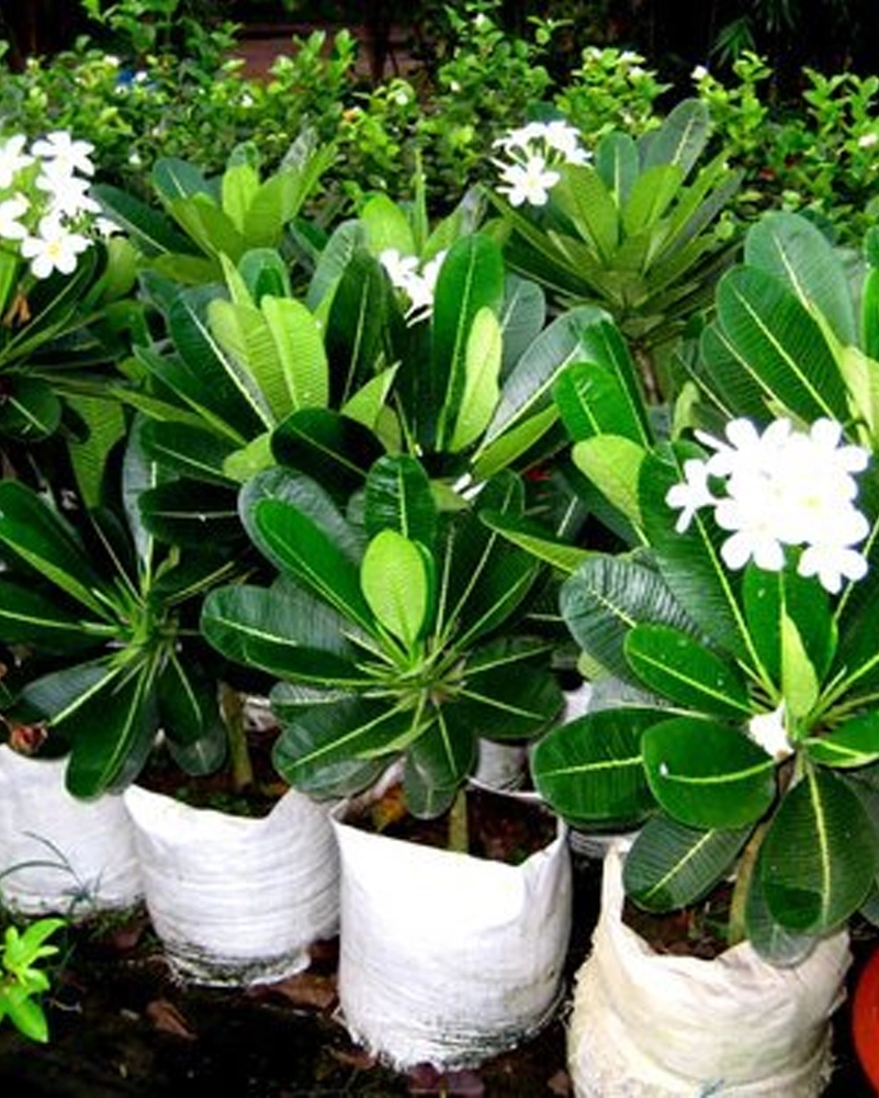 Buy Plumeria Plant White Online From MyOwnGarden