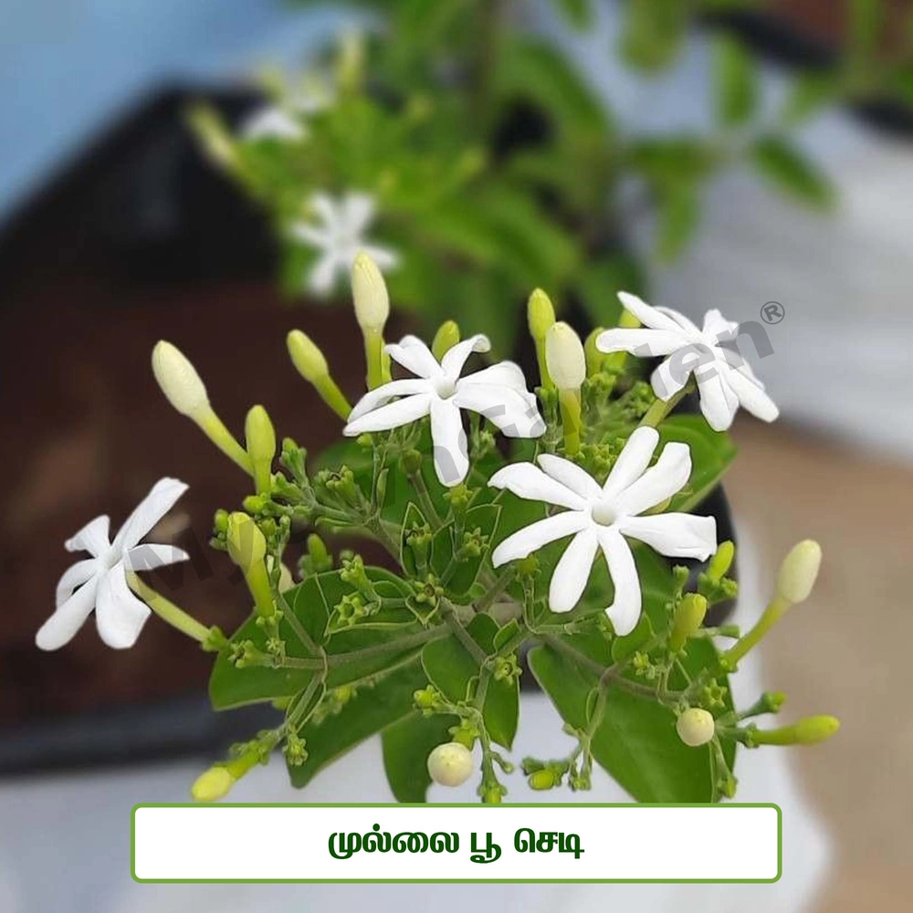 Plants Shop In Chennai Myowngarden Mullai Flower Plant For Your Garden