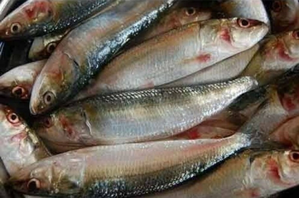 Buy Sardine / Matti ( Kerala ) Price Per Kg On Gross Weight online from ...