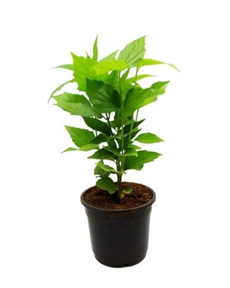 Buy Pavala Malli Plant (With Nursery Cover) online from MyOwnGarden ...