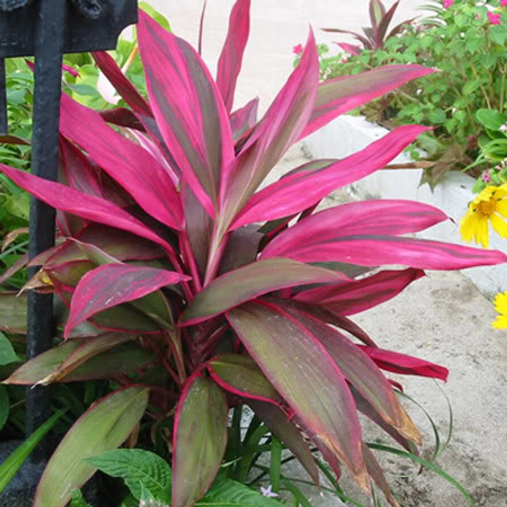 Buy Cordyline Terminalis Plants Online In Delhi 