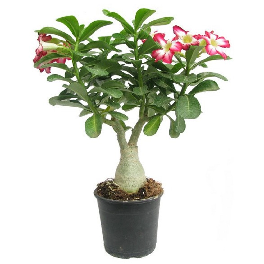 Buy Adenium Plant Online In Delhi NCR - Online Nursery