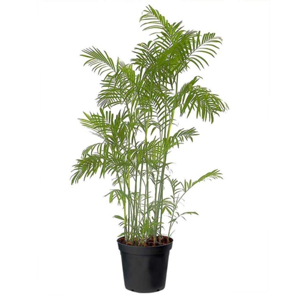 Buy Cane Palm Plants Online, Order for Cane Palm Plant in Delhi NCR ...