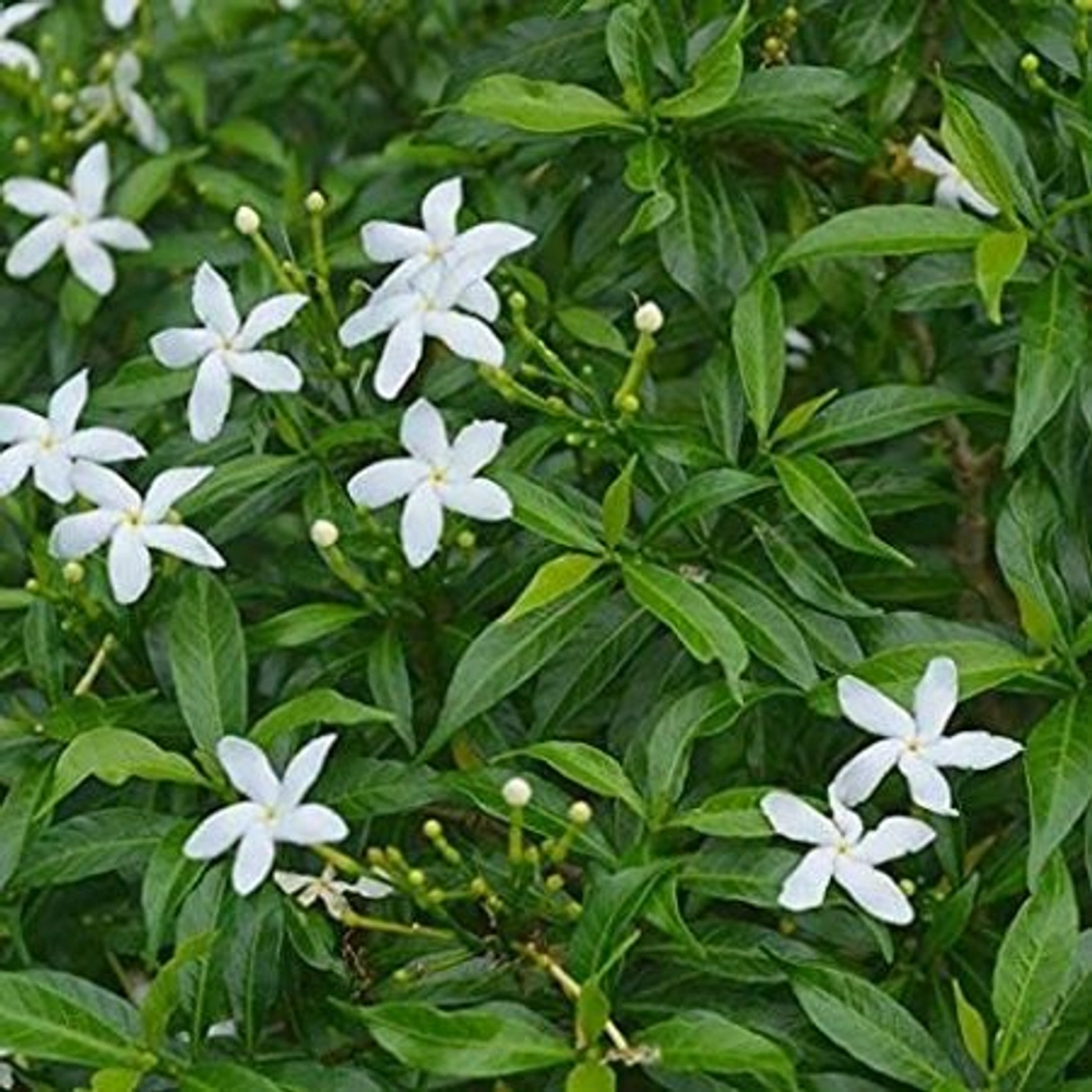 Jasmine Plant | Buy jasmine flower plants online in Delhi