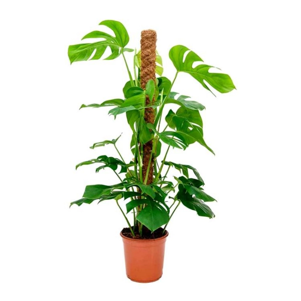 Buy Moon Cactus Red Plant Online In Delhi | Gift Moon Cactus Red Plant