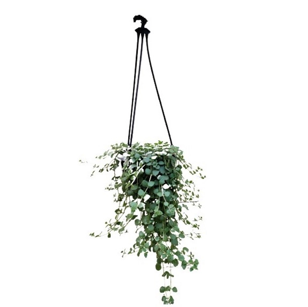 Buy Tangledheartvine Hanging Plants Online in Delhi NCR | Online ...