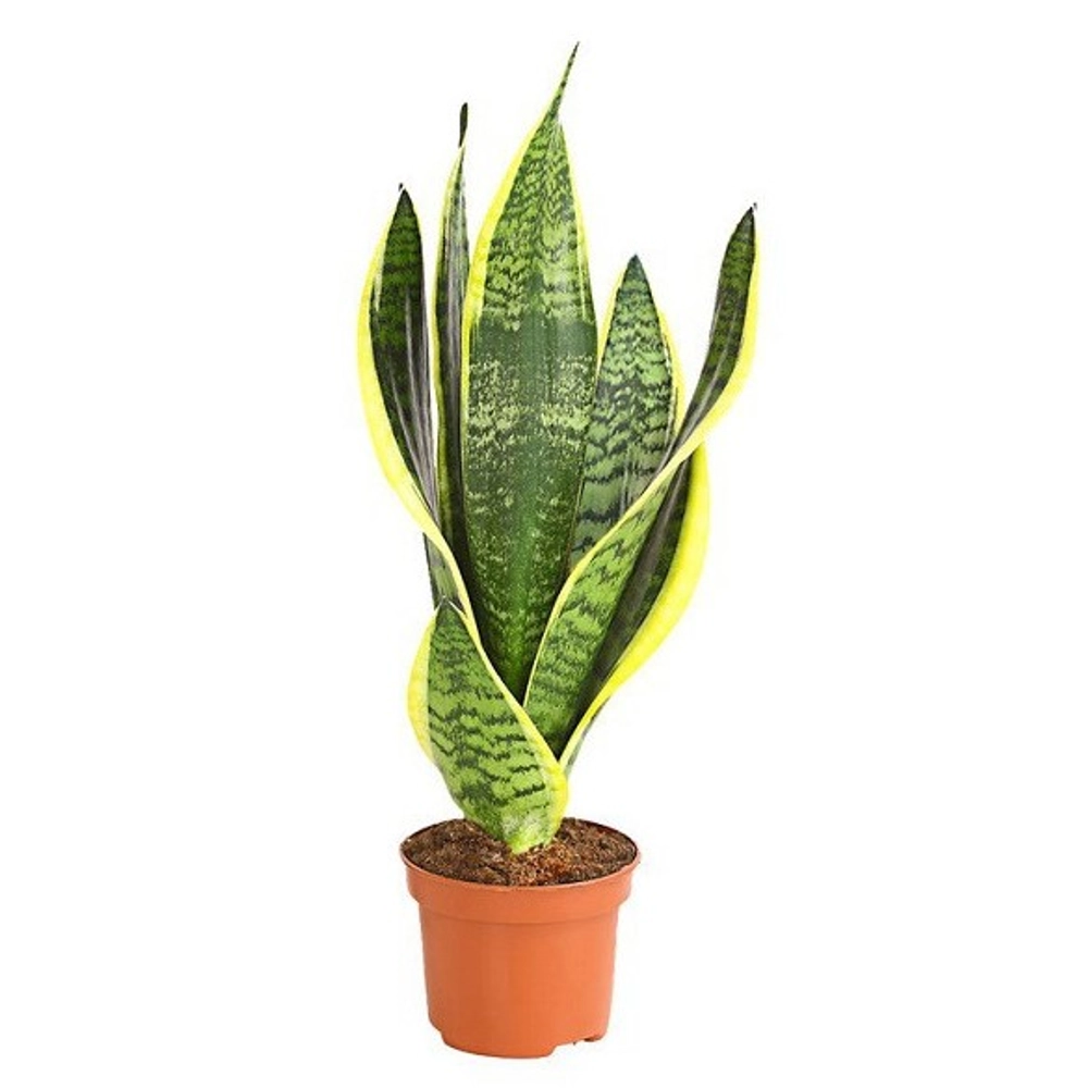 Buy Snake Plants Online for Home and Office in Delhi NCR