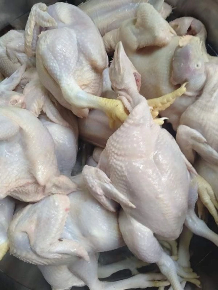 Broiler Dressed Chicken at Best Price in Sultanpur, Uttar Pradesh | R K  Poultry Farm