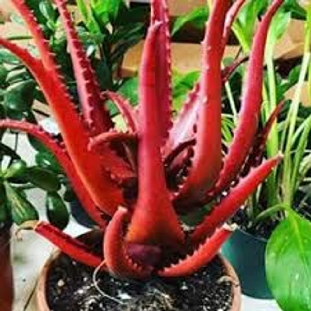 Buy Evergreeness India Rare Red Aloe Vera Plant Seeds Online From