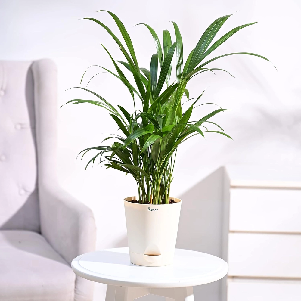 Buy Evergreeness India Palm Air Purifier Natural Live Plant Online From Evergreeness India