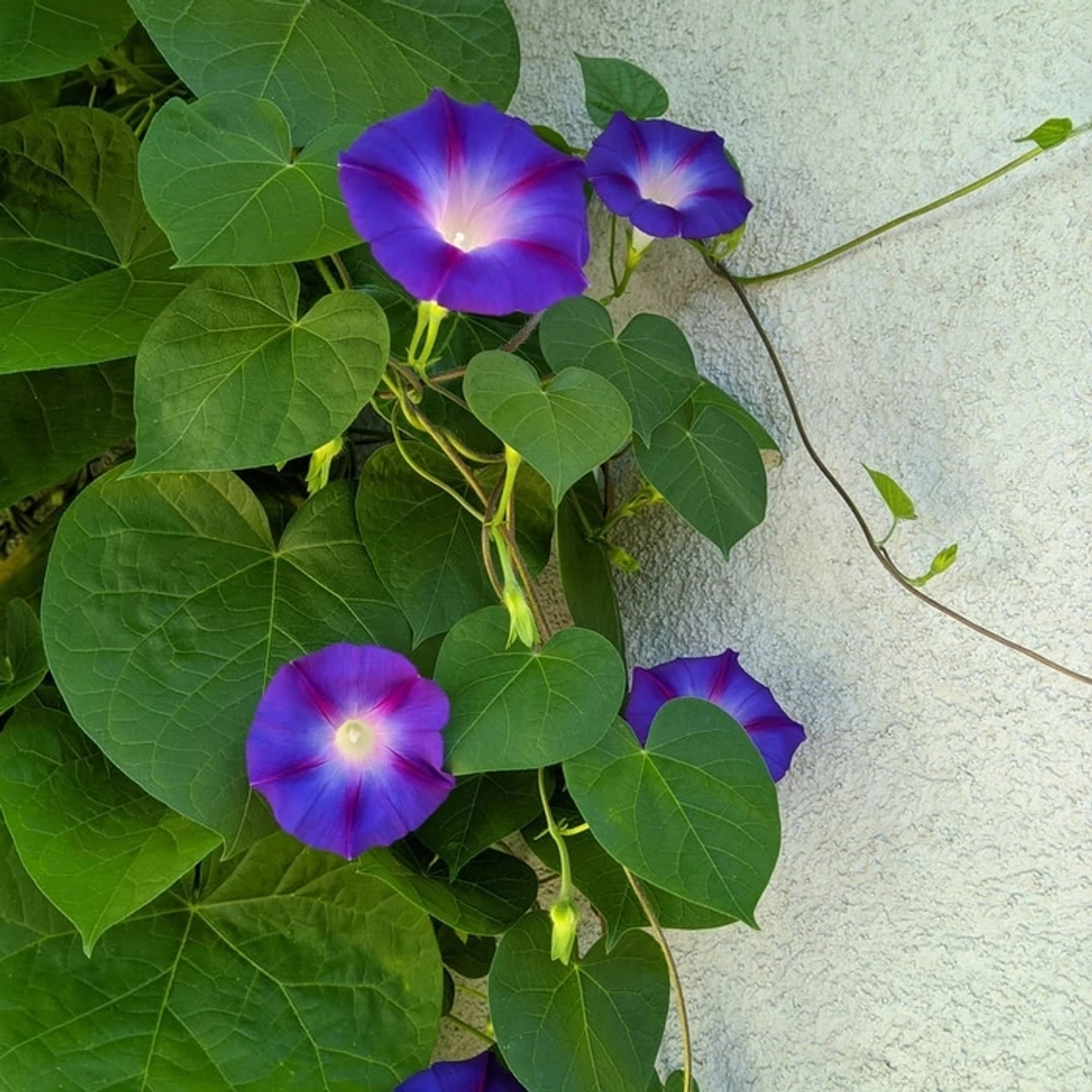 Buy Morning Glory Plant Online Best Quality Price