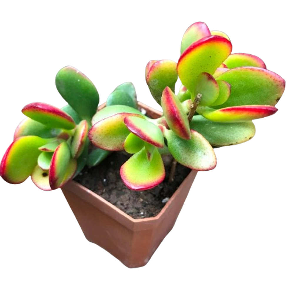 Crassula Argentea Crosbys Compacta - Premium Quality