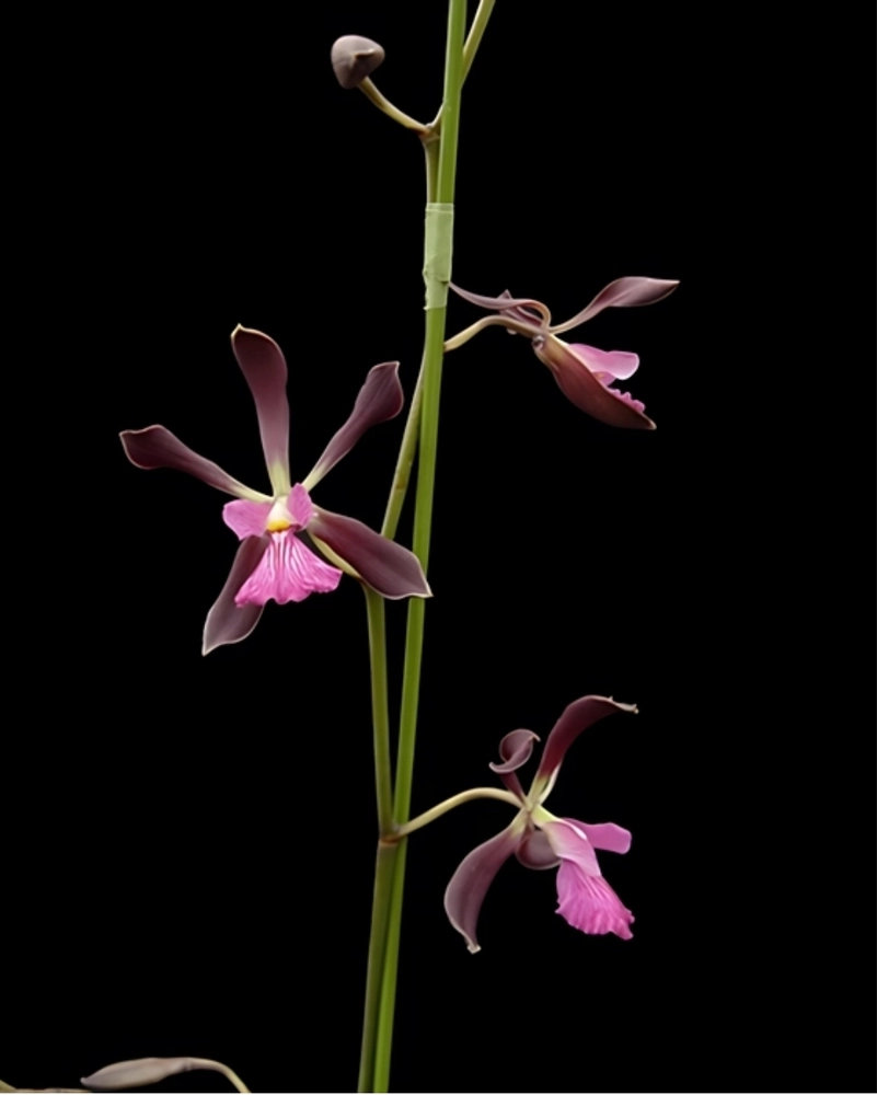 Encyclia Orchid Hybrid Cordigera X Encyclia Prismatocarpa Without Flowers