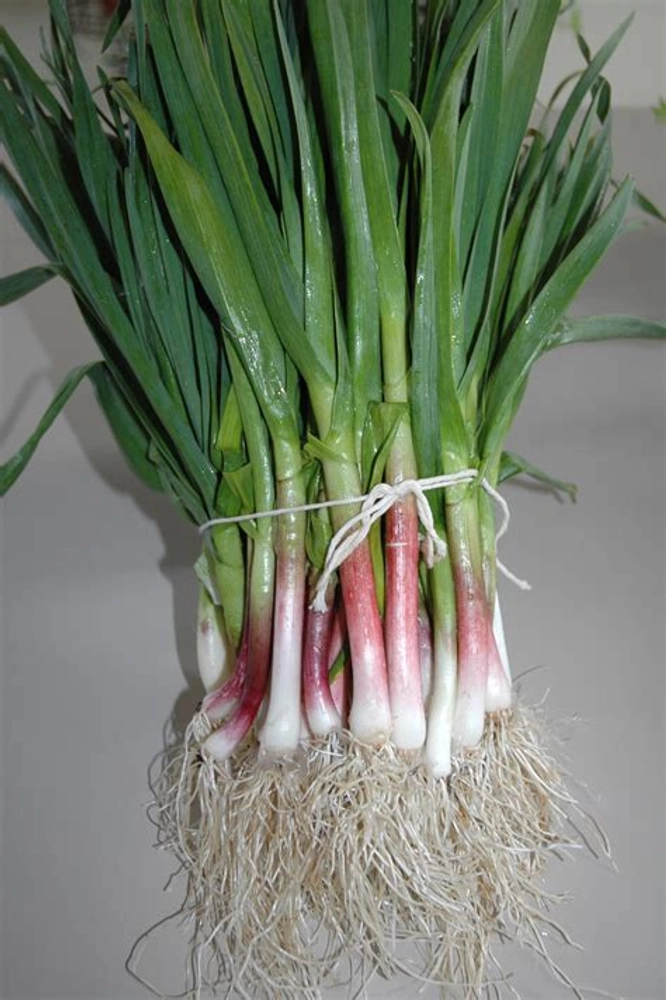 Buy Spring Garlic (Lasun Pat) online from Beginviyant Enterprises LLP