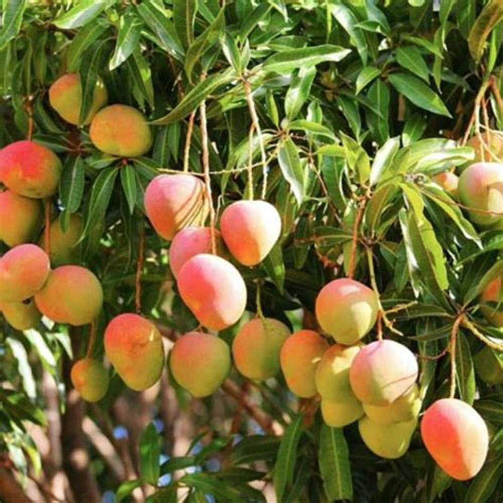 Buy Bari 4 Mango Plant Grafted Mango Fruit Tree Online