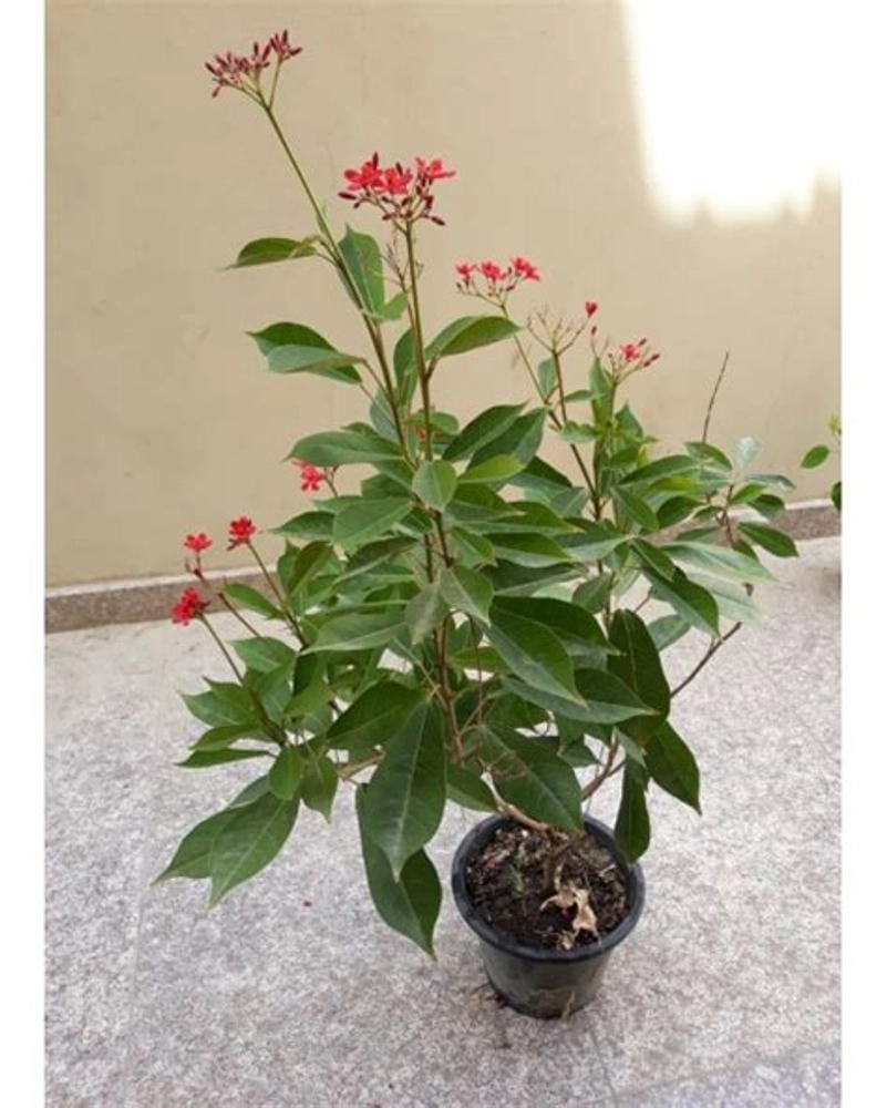 Buy Sundar Rupa Jatropha Plant Online - 6 Inch Pot