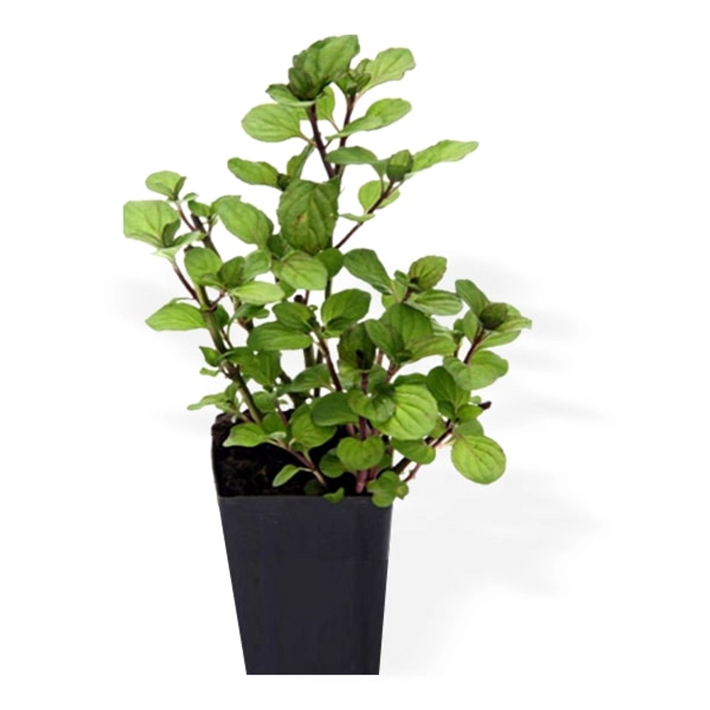 Buy Peper Mint Plant Online in Delhi - Kaghzi Pudina | Onlineplantscart