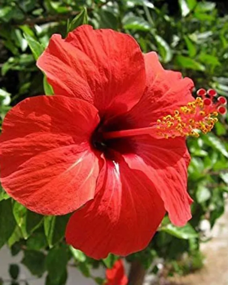 Buy Hibiscus Plants Online In Delhi Red Gudhal Flower Plant