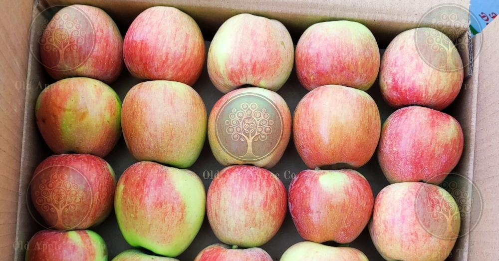 Shimla Himachali Fresh Organic Apple, Packaging Size: 28 Kg, Packaging  Type: Carton