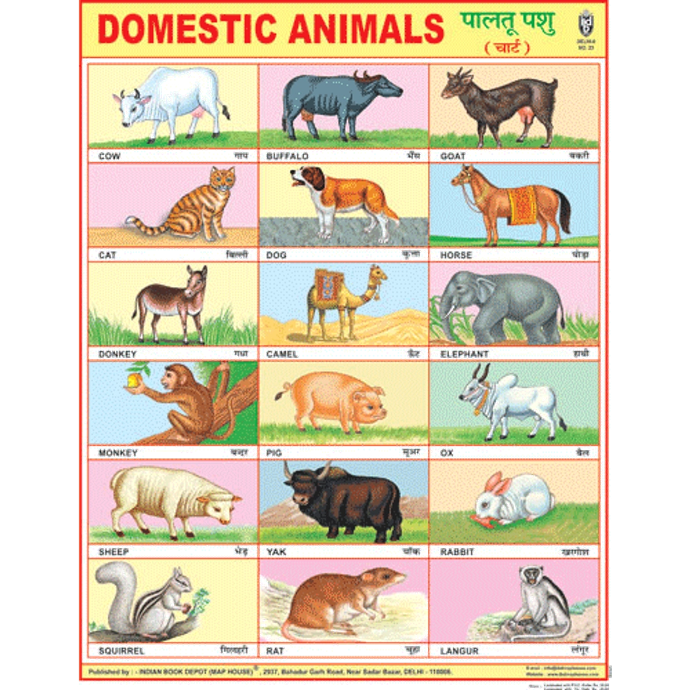 Buy Online: Domestic Animals with Picture Chart #4