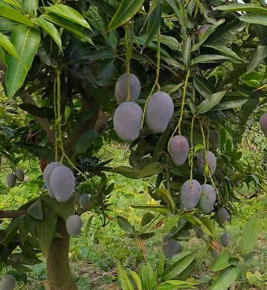 Buy Ambika Mango Plant Online - Rare Grafted Tree