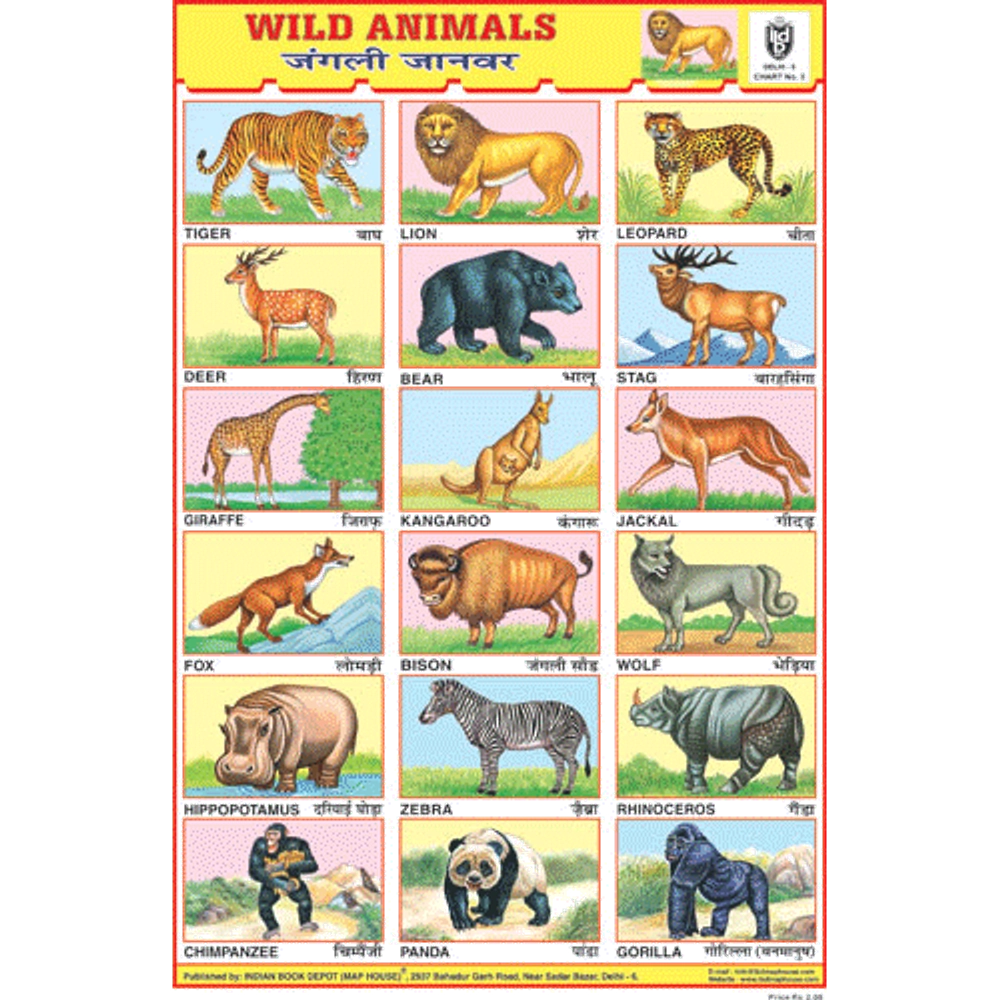 Buy Online: Picture Chart of Wild Animals