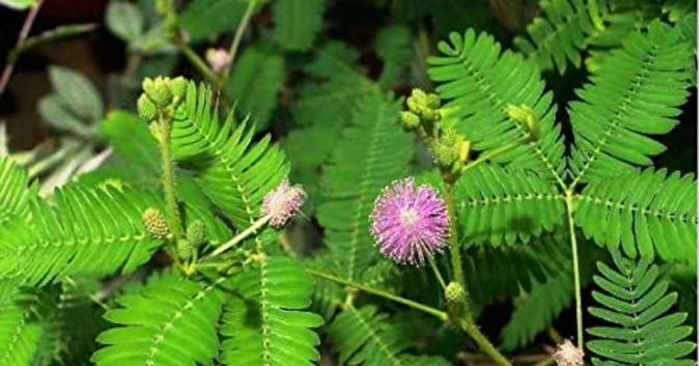 Online Plants Cart - Shami Plant