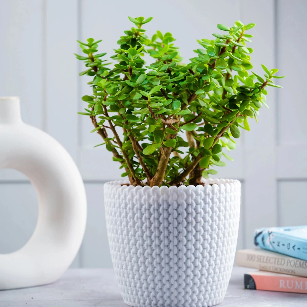 Jade Plant - MyOwnGarden®