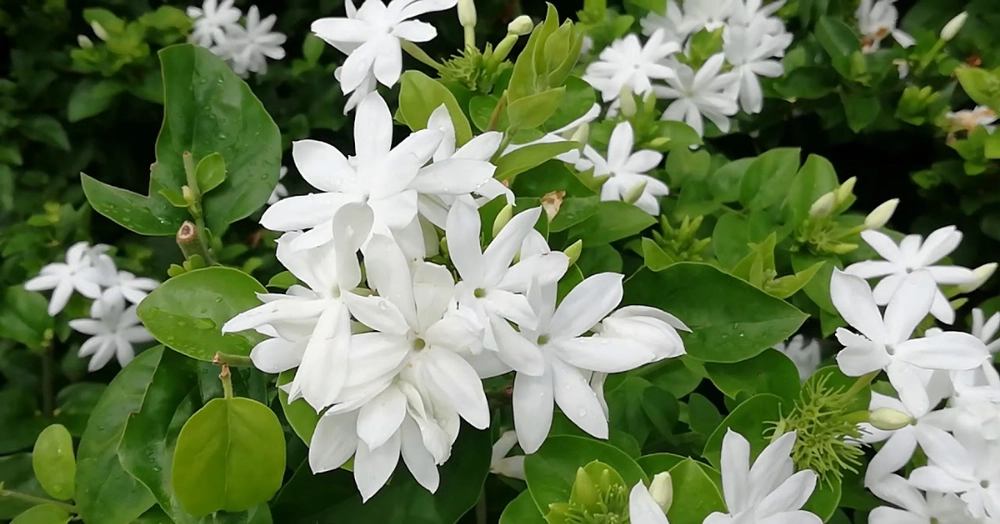 Online Plants Cart - How to Care For a Jasmine Plant in Your Home