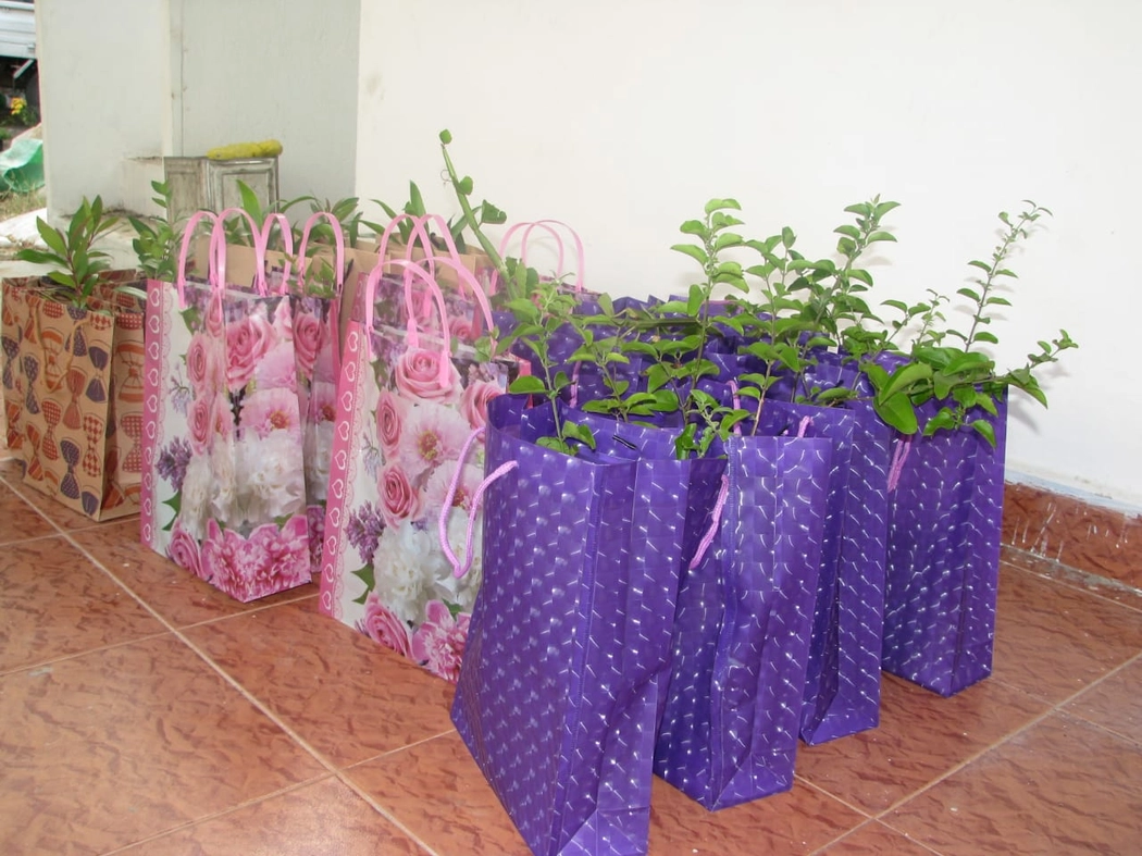 Return Gift for Plants - 200 Nos
