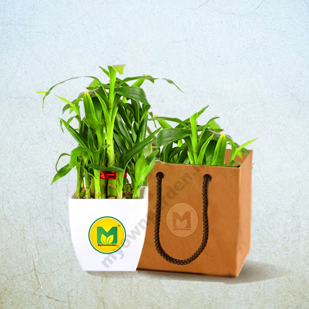 Return Gift - 2 Layer Lucky Bamboo with Bag, Pot & Customized Stickers