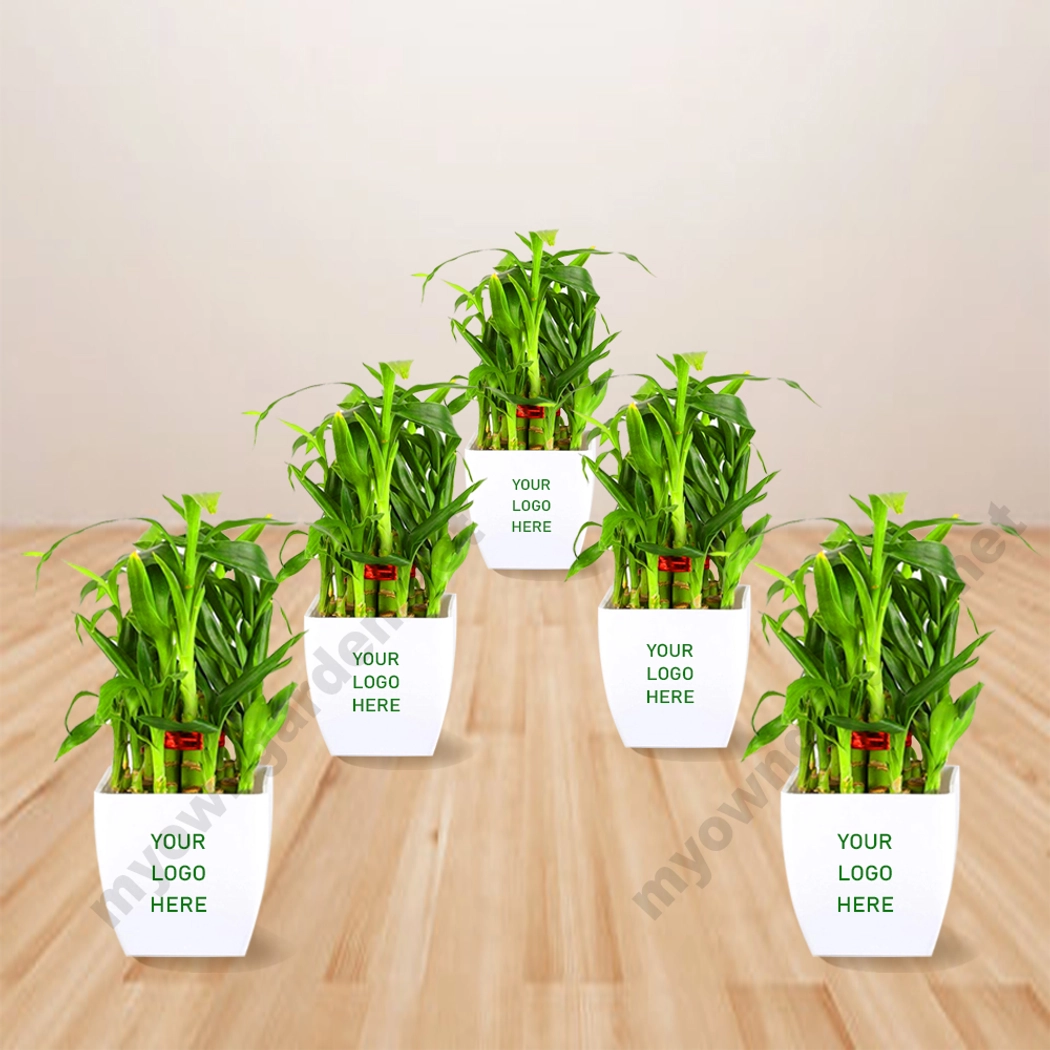 Return Gift - 2 Layer Lucky Bamboo with Bag, Pot & Customized Stickers