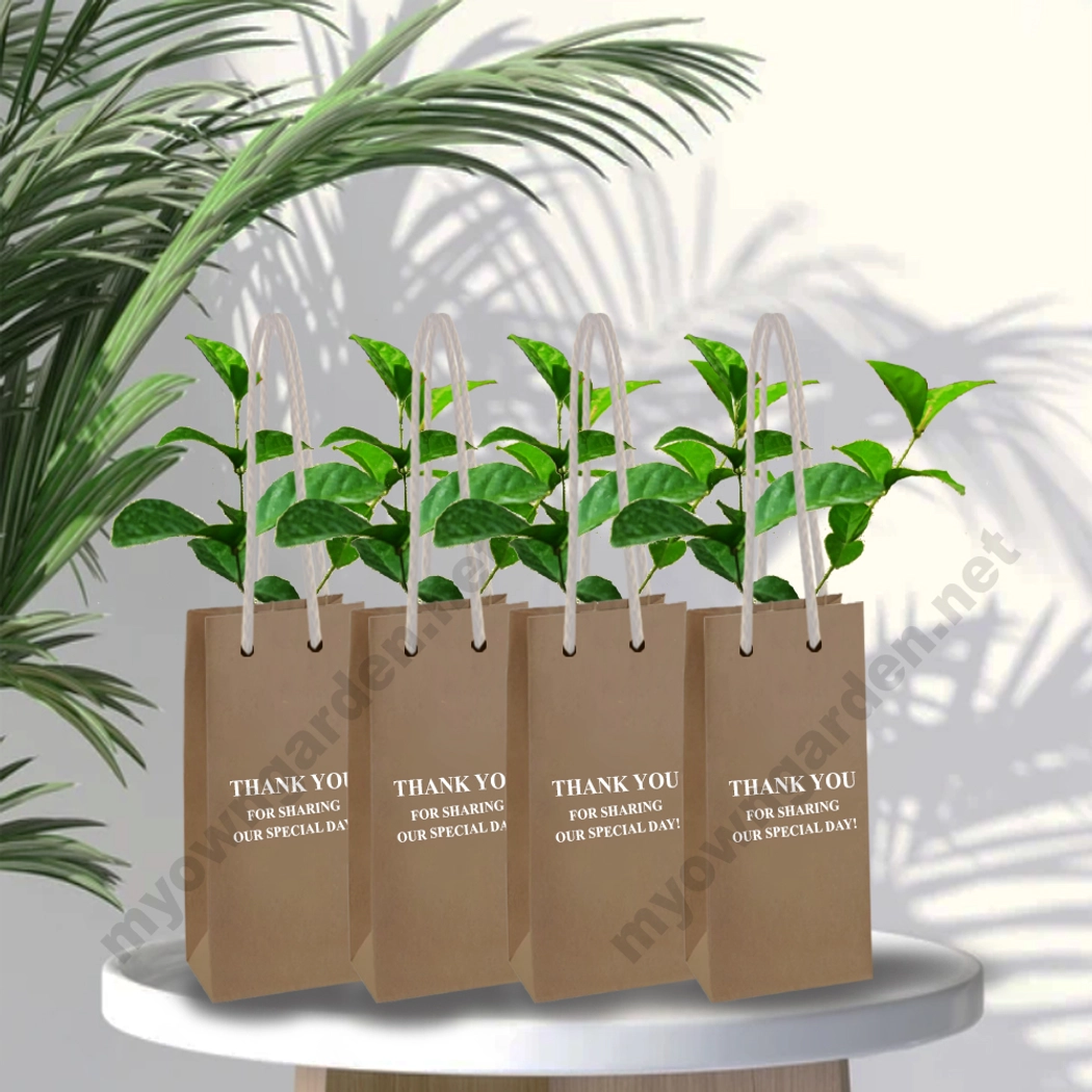 Return Gift Plants With Paper Bags & Printed Quotes