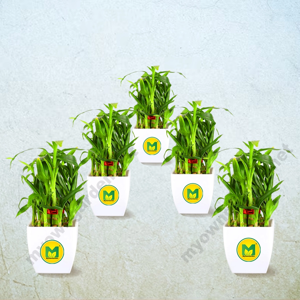 Return Gift - 2 Layer Lucky Bamboo with Bag, Pot & Customized Stickers