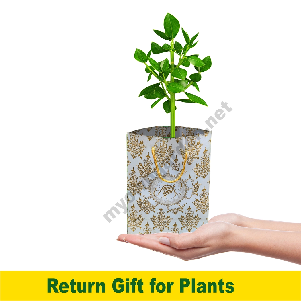 Return gift for Flower Plant | Plant + Bag - 100 Nos