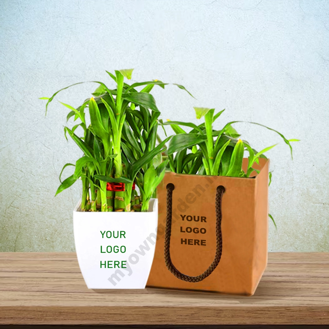 Return Gift - 2 Layer Lucky Bamboo with Bag, Pot & Customized Stickers