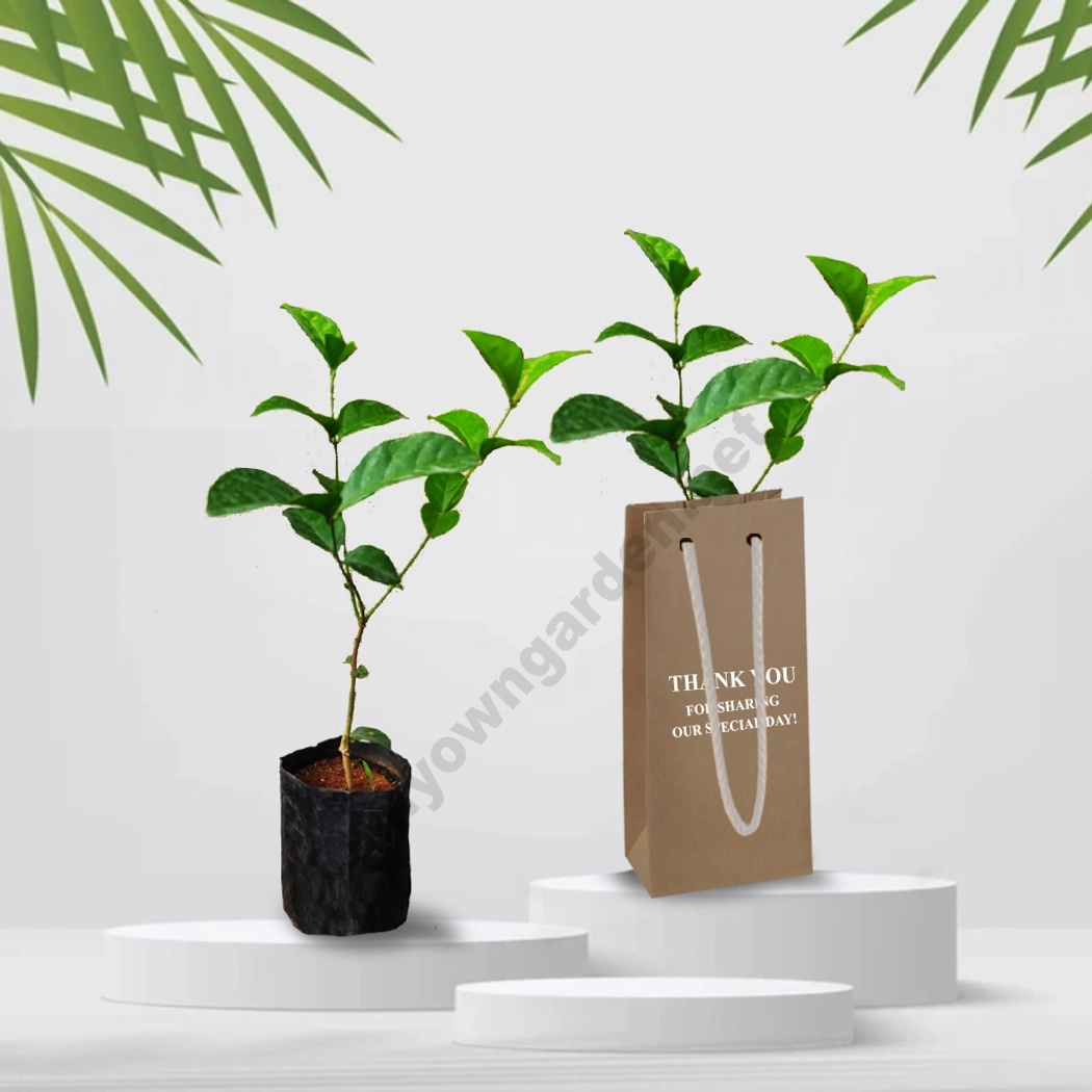 Return Gift Plants With Paper Bags & Printed Quotes