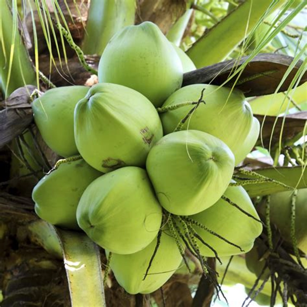Coconut Green