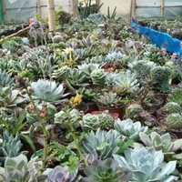 Aama's Flower Nursery