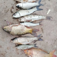 Fishing Bait And Hook