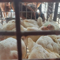 Hindu styile Chicken,Duck Meat Shop