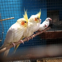 Mayukh exotic birds Zone