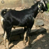 A-1 Mutton Shop