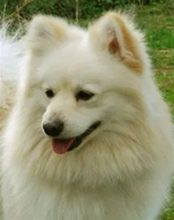 Hakuna Dog Kennel