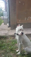 Aditi Pet Shop