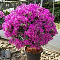 Rajes Rai NURSERY