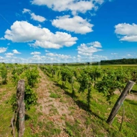 Wineyard Organic Stores