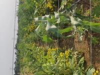 PVG ORGANICS