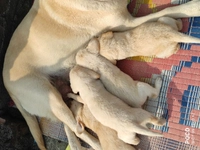 Pet Sell